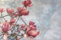 Cristina Iotti, Magnolia in bloom, 2019, acquerello, matite colorate su carta, cm. 50x70 